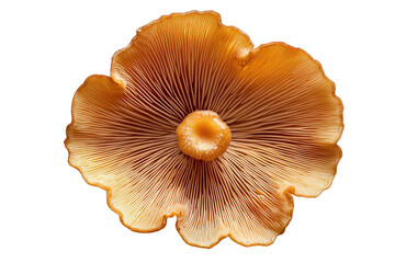 Stunning close up of an orange mushroom against a black background showcasing intricate gills and warm tones