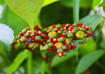 Close-up of ripe and unripe fruit cluster of Leea indica shrub, also known as bandicoot berry, growing in natural tropical garden with green leafy background.

