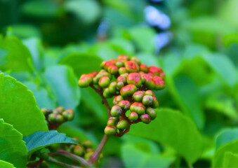 Close-up of ripe and unripe fruit cluster of Leea indica shrub, also known as bandicoot berry, growing in natural tropical garden with green leafy background.

