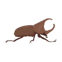 Vector illustration of hercules beetle in cartoon flat style minimalist. Black or brown beetle with detailed horns, animal insects. Perfect for entomology education and natural science materials.