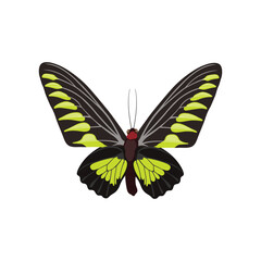 Vector illustration of butterfy in cartoon flat style. Perfect for educational and scientific projects, entomology, and biology content. Exotic insect animal