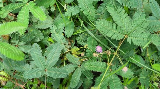Close up of mimosa pudica in the garden at Pamekasan, Indonesia. Also called sensitive plant, sleepy plant, shameplant.