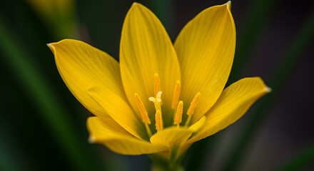 Naklejka premium Golden Hour Bloom AI Generated