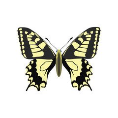 Fototapeta premium Vector illustration of butterfy in cartoon flat style. Perfect for educational and scientific projects, entomology, and biology content. Exotic insect animal