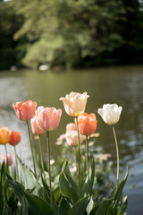 tulips in the park