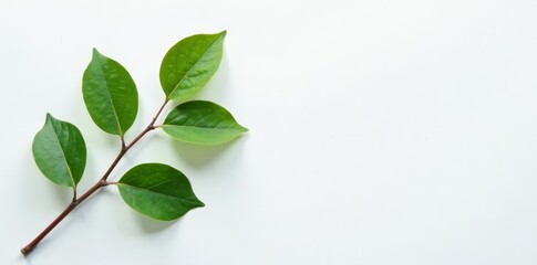 Fototapeta premium Close up of white paper background with delicate leaves on twig, organic, nature