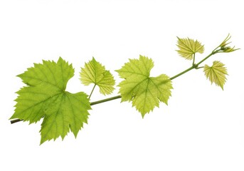 A close up shot of a grapevine branch with green leaves isolated against a white background studio shot