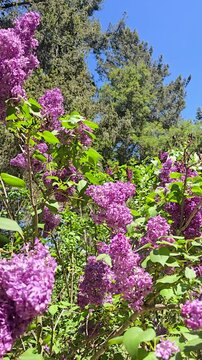 Beautiful purple lavender flowers at Descanso Gardens La Ca&ntilde;ada Flintridge California USA