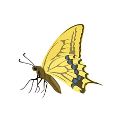 Vector illustration of butterfy in cartoon flat style. Perfect for educational and scientific projects, entomology, and biology content. Exotic insect animal