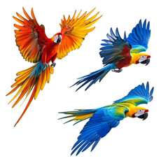 Obraz premium Vibrant Macaws in Flight Colorful Wings Soaring Abstract Art