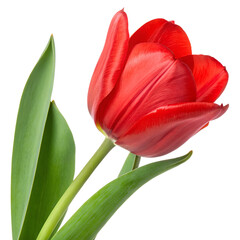 Naklejka premium red tulip flower isolated on transparent background