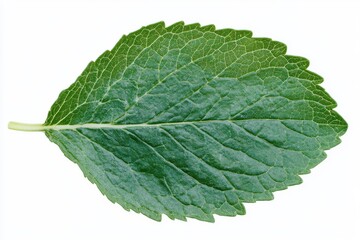 A single green leaf closeup isolated on white background