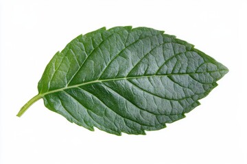 Obraz premium Single green leaf close view isolated on white background