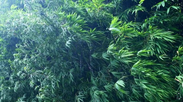 Bamboo Wind 11