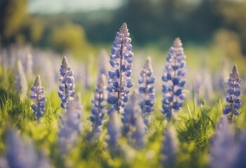 Obraz premium bright spring background blue lupines sky clear sunshine fresh