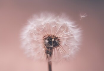 minimalism pink fragile style aesthetic blush flying background lightweight elegant nature backdrop empty wallpaper fluffs light fluff beautiful color dandelion wall dreamy simplicity bloom spring