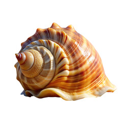 Obraz premium Stunning Seashell Image
