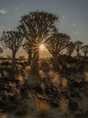 Desert landscape with with quiver trees (Aloe dichotoma), Northern Cape, South Africa