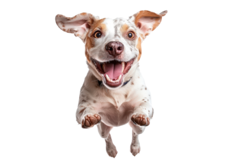 Joyful dog leaping isolated on transparent background