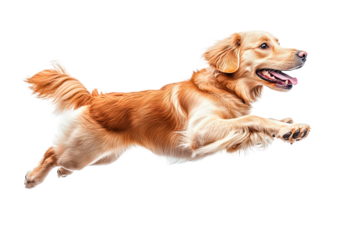 golden retriever dog joyfully leaps isolated on transparent background