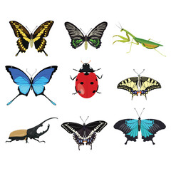 Big collection of insects in vector cartoon flat design. Beetle, butterfly, praying mantis, lady bug icon sheet perfect for educational and scientific projects, entomology, biology, infographic conten