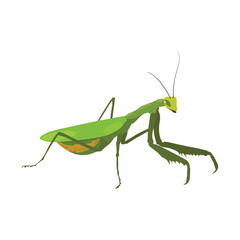 Realistic Praying Mantis Vector Illustration. Highly detailed vector illustration of a praying mantis, perfect for educational and scientific projects, entomology, and biology content.