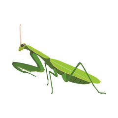 Realistic Praying Mantis Vector Illustration. Highly detailed vector illustration of a praying mantis, perfect for educational and scientific projects, entomology, and biology content.