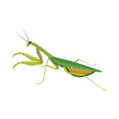 Realistic Praying Mantis Vector Illustration. Highly detailed vector illustration of a praying mantis, perfect for educational and scientific projects, entomology, and biology content.