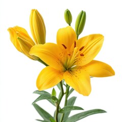 Close up of a vibrant yellow lily with buds against isolated on white background