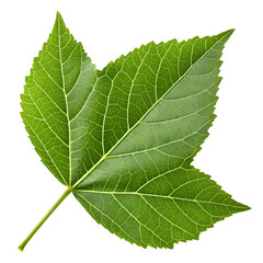 Obraz premium green leaf isolated on transparent background