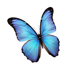 Fototapeta premium A Blue Morpho butterfly in mid-flight, wings angled upward, centered on white background