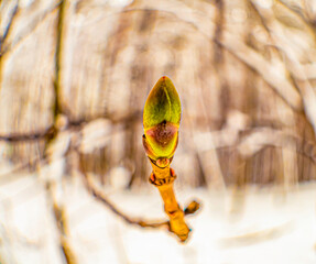 maple bud