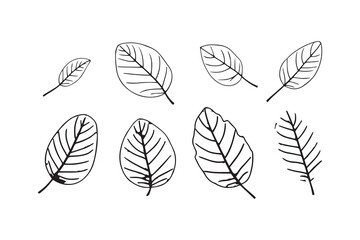 African Mahogany leaf line art illustration 