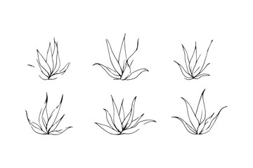 Aloe Vera leaf line art illustration 
