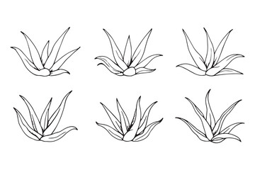 Aloe Vera leaf line art illustration 
