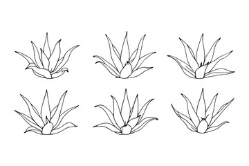 Aloe Vera leaf line art illustration 