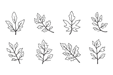 Ash (Fraxinus) leaf line art