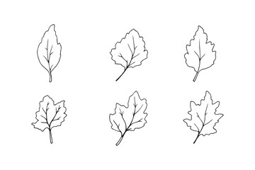 Aspen leaf line art