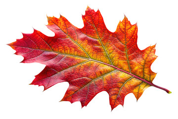 Obraz premium Red maple leaf in autumn colors isolated on white background