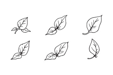 Basil (Tulsi) leaf line art 