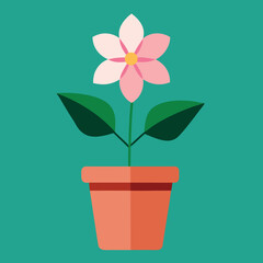 Pink night jasmine flowers terracotta pot 