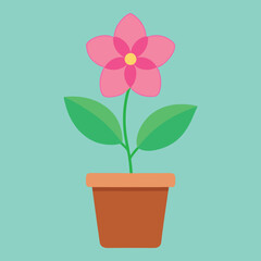 Pink night jasmine flowers terracotta pot 