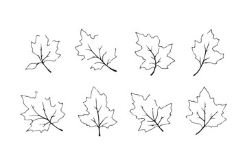 Beech Leaf line art