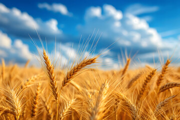 Fototapeta premium Wheat Field Under Blue Sky with Clouds