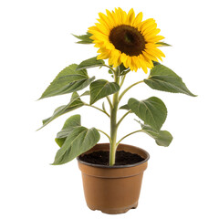 Obraz premium Single Sunflower in a Pot