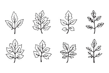 Set of 6 pec in two row  Black Alder_ line art on white background