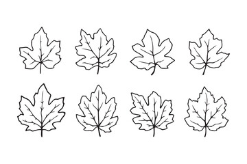 Set of 6 pec in two row  Black Alder_ line art on white background
