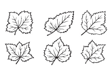 Set of 6 pec in two row  Blackberry Leaf line art on white background