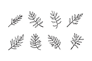 Obraz premium Set of 6 pec in two row Bottlebrush Leaf line art on white background