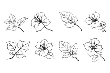 Set of 6 pec in two row  Bougainvillea Leaf line art on white background